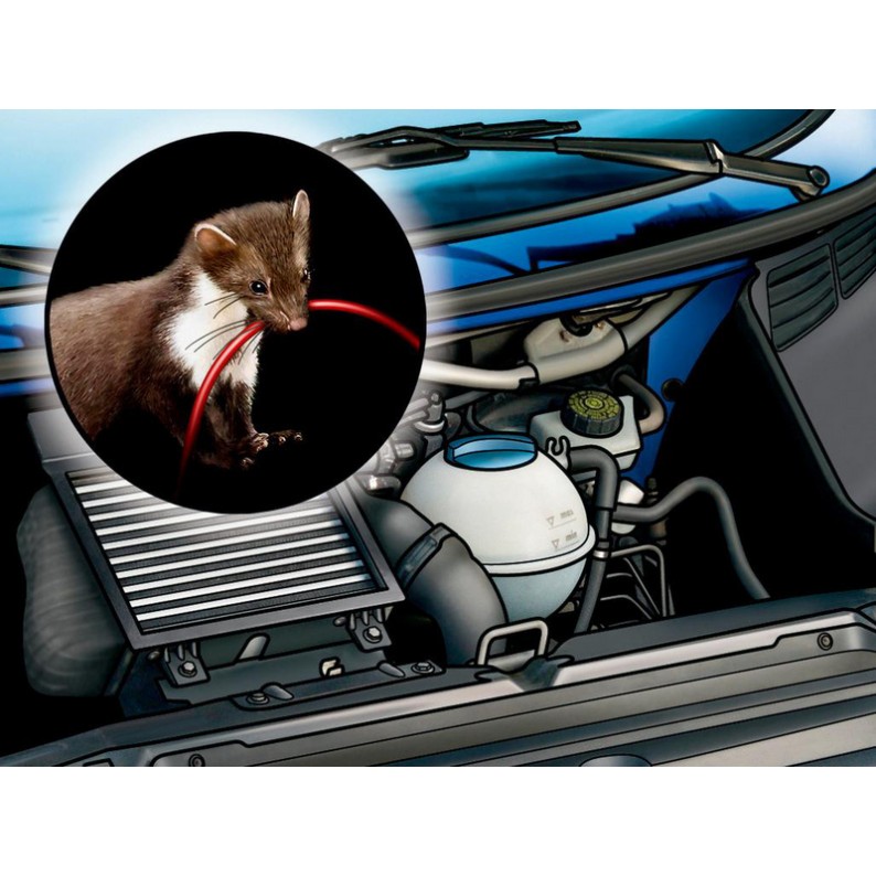 Come evitare che i topi entrano in auto