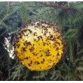 sfera cattura mosche e zanzare - sfera trap