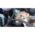 Come risolvere problema dei topi nel motore