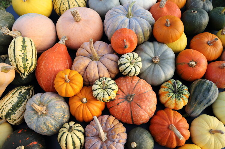 tutti i colori della zucca