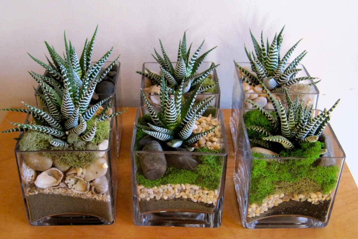 centrotavola con piante grasse
