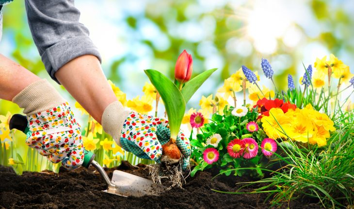Giardinaggio e manualità