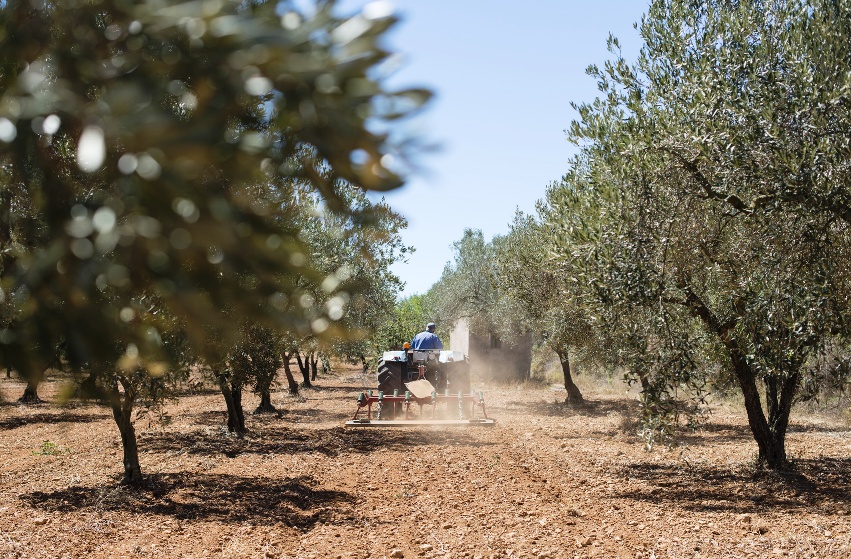 attrezzatura raccolta olive