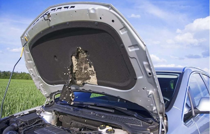 Topi annidati nel vano motore dell'auto