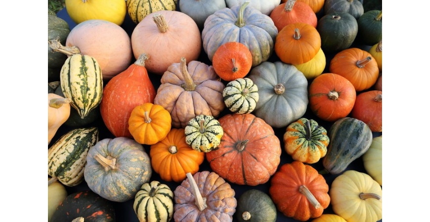 Zucca che passione! Come prepararla, proprietà e consigli