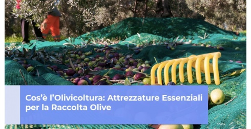 Cos’è l’Olivicoltura: Attrezzature Essenziali per la Raccolta Olive