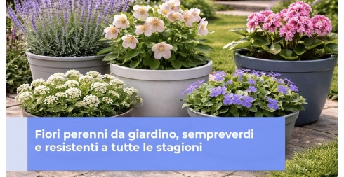 Fiori perenni da giardino, sempreverdi e resistenti a tutte le stagioni