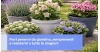 Fiori perenni da giardino, sempreverdi e resistenti a tutte le stagioni