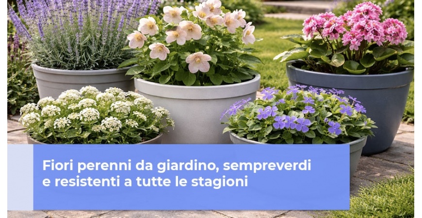 Fiori perenni da giardino, sempreverdi e resistenti a tutte le stagioni