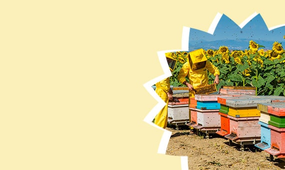 Attrezzatura completa per apicoltura e produzione del miele in casa